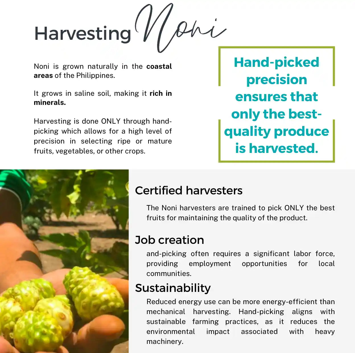 Harvesting noni fruit for PhilNONI juice production