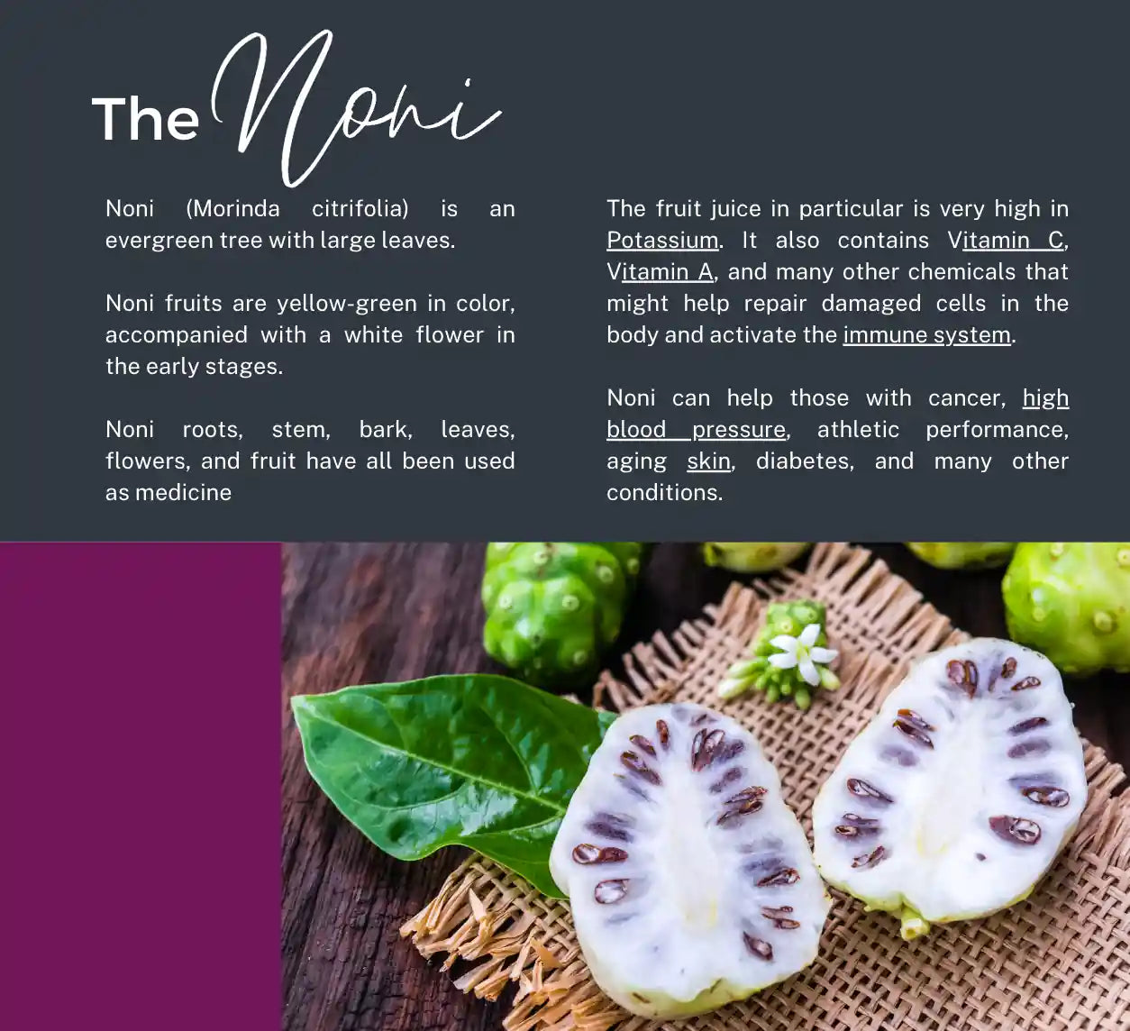 Morinda citrifolia noni fruit grown in the Philippines
